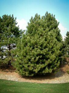 Сосна Чёрная (Pinus Nigra) купить по цене от 270.00р. в интернет-магазине «Посадика» с доставкой почтой в в Ряжске и по всей России – [изображение №1].