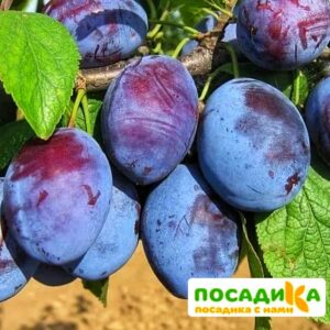 Слива Чачакская ранняя купить по цене от 229.00р. в интернет-магазине «Посадика» с доставкой почтой в в Ряжске и по всей России – [изображение №1].