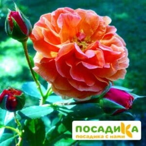 Роза Арабия купить по цене от 350.00р. в интернет-магазине «Посадика» с доставкой почтой в в Ряжске и по всей России – [изображение №1].