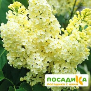 Сирень Примроуз (Primrose) купить по цене от 529.00р. в интернет-магазине «Посадика» с доставкой почтой в в Ряжске и по всей России – [изображение №1].