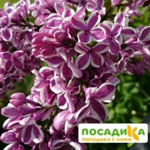 Сирень Сенсация купить по цене от 529.00р. в интернет-магазине «Посадика» с доставкой почтой в в Ряжске и по всей России – [изображение №1].