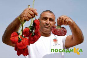 Клубника Гигант Джорнея купить по цене от 266р. в интернет-магазине «Посадика» с доставкой почтой в в Ряжске и по всей России – [изображение №1].