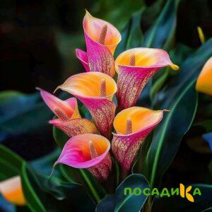Калла Оникс купить по цене от 450р. в интернет-магазине «Посадика» с доставкой почтой в в Ряжске и по всей России – [изображение №1].