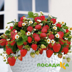 Клубника Рубиновый Шепот (горшечная) купить по цене от 240р. в интернет-магазине «Посадика» с доставкой почтой в в Ряжске и по всей России – [изображение №1].
