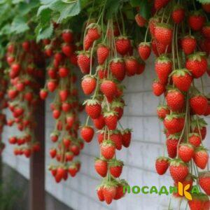 Клубника вьющаяся Комплимент купить по цене от 470р. в интернет-магазине «Посадика» с доставкой почтой в в Ряжске и по всей России – [изображение №1].