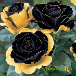 Роза Ханни Сикл купить по цене от 700р. в интернет-магазине «Посадика» с доставкой почтой в в Ряжске и по всей России – [изображение №1].