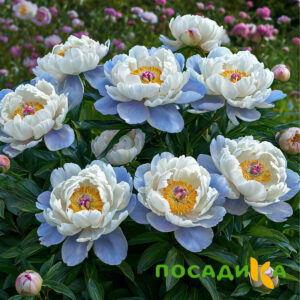 Пион акварельный Этюд купить по цене от 806р. в интернет-магазине «Посадика» с доставкой почтой в в Ряжске и по всей России – [изображение №1].