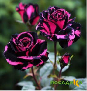 Роза Багровый Шепот купить по цене от 366р. в интернет-магазине «Посадика» с доставкой почтой в в Ряжске и по всей России – [изображение №1].