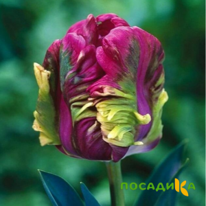 Тюльпан Экзотик Хэвен купить по цене от 186р. в интернет-магазине «Посадика» с доставкой почтой в в Ряжске и по всей России – [изображение №1].